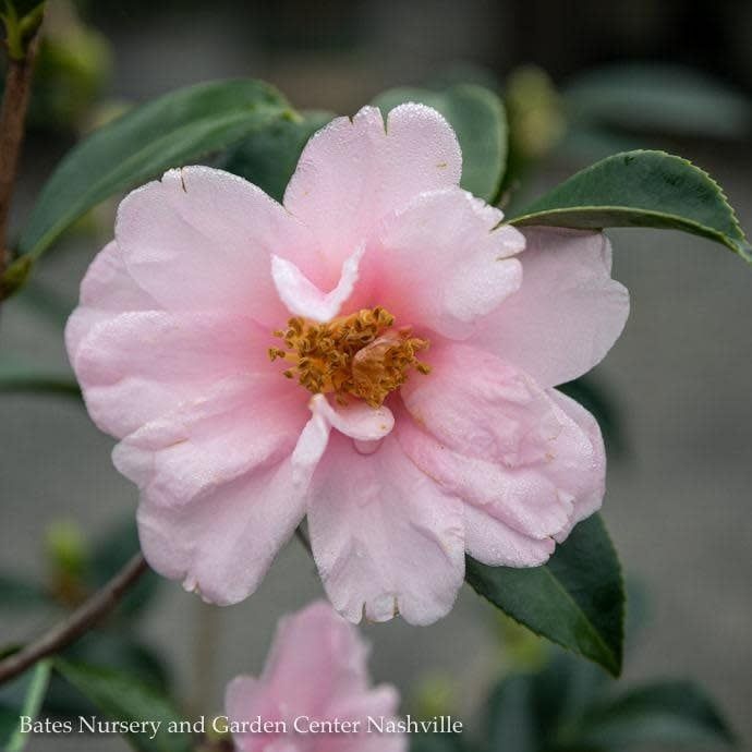 #3 Camellia x Winter&#39;s Toughie/ Light Pink - No Warranty