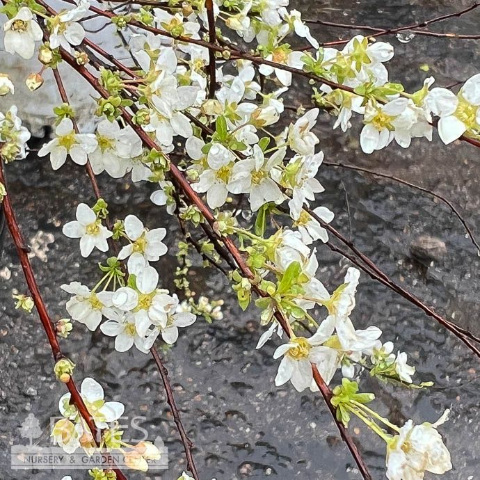 #3 Spiraea thun Ogon/ Gold