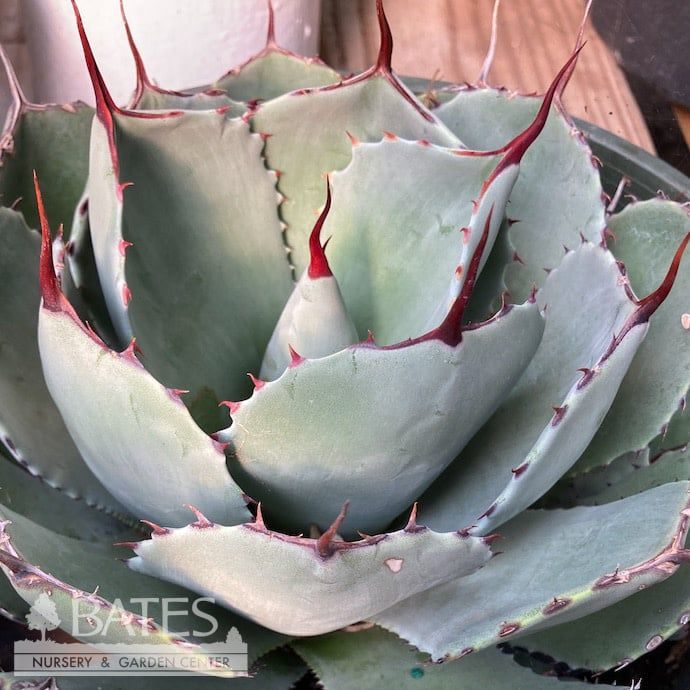 #2 Agave parryi var truncata/ Hardy Artichoke