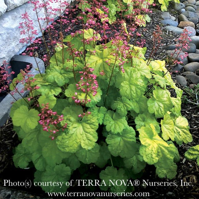 #1 Heuchera x Little Cuties 'Sweet Tart'/ Coral Bells