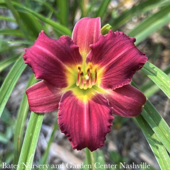 #1 Hemerocallis Pardon Me/ Red Daylily