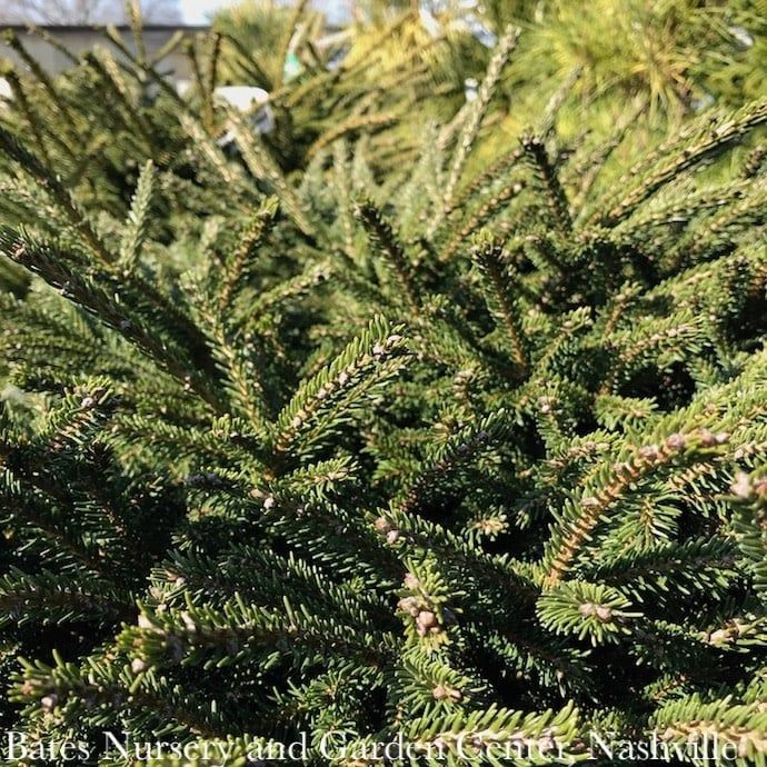 #6 Picea orient Shadow&#39;s Broom/ Oriental Spruce