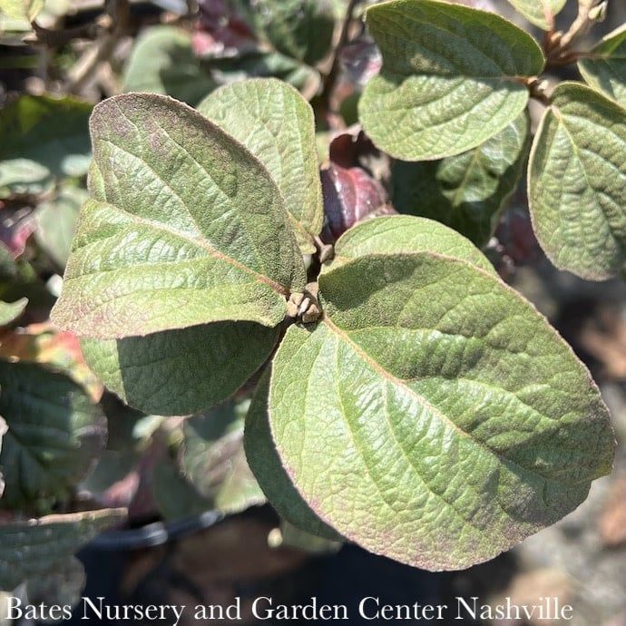 #3 Viburnum carl Spice Island/ Korean Spice