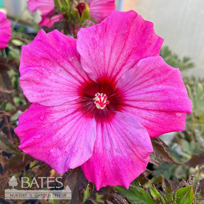 #2 Hibiscus x Inner Glow/ Pink Hardy
