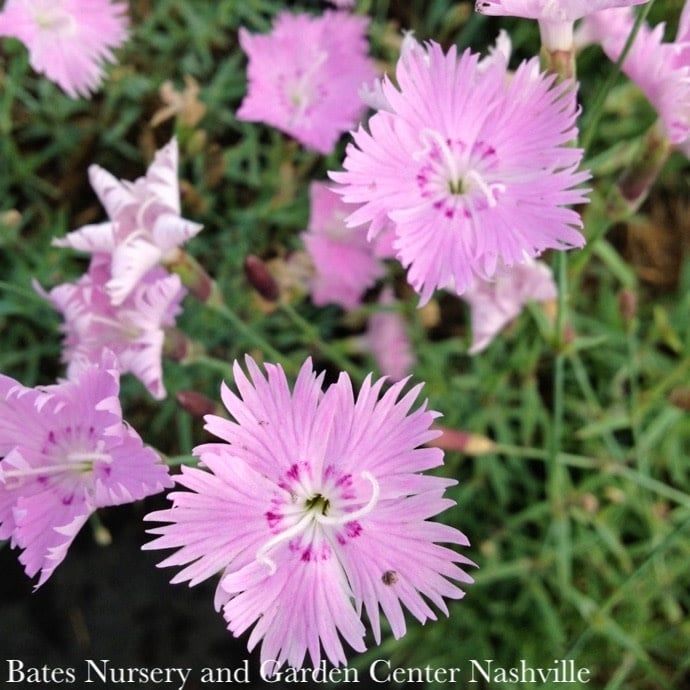 #1 Dianthus Bath&#39;s Pink