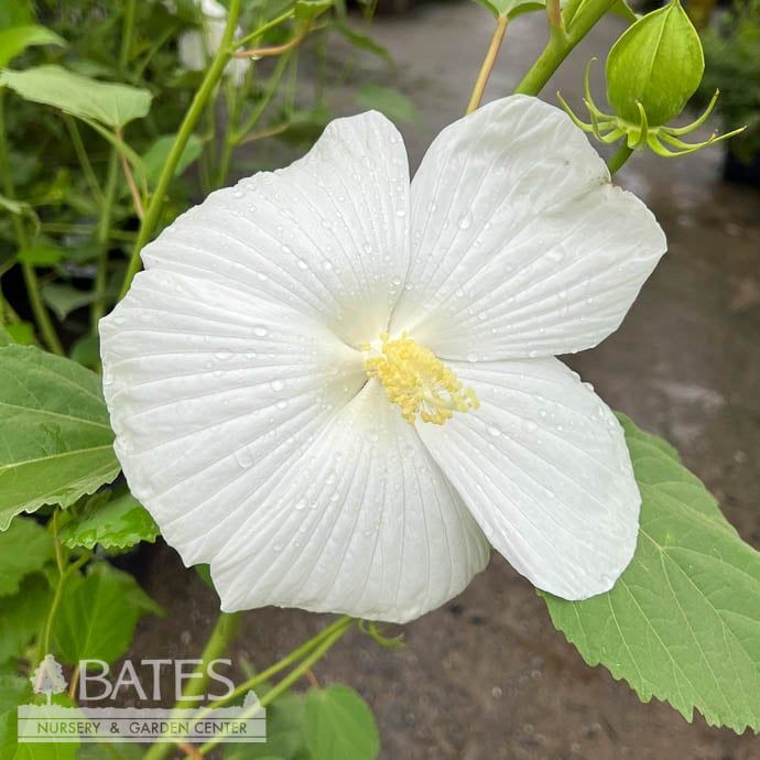 #2 Hibiscus x Blue River II/ White Hardy