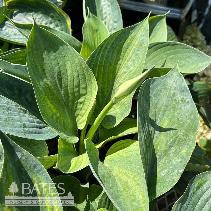 #1 Hosta Eola Sapphire/ Blue-green