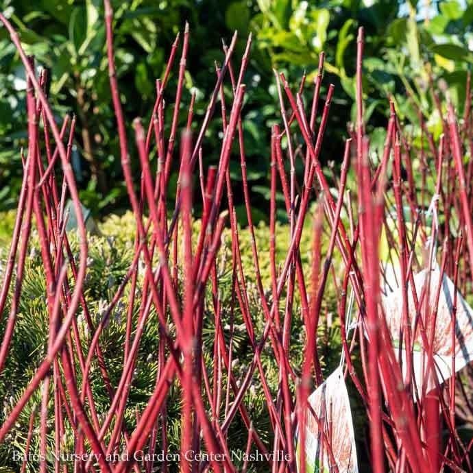 #2s Cornus sericea Arctic Fire &#39;Red&#39;/ Compact Red Twig Dogwood Native (R)