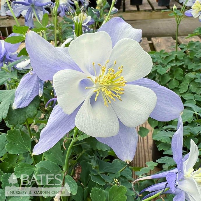 #1 Aquilegia x PW Earlybird Blue &amp; White/ Columbine