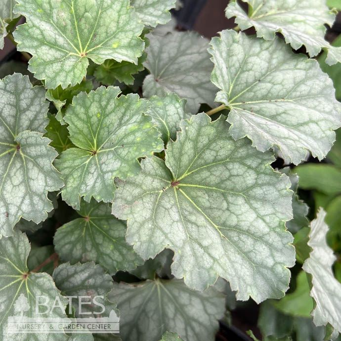 #1 Heuchera amer Dale&#39;s Strain/ Coral Bells Native (TN)