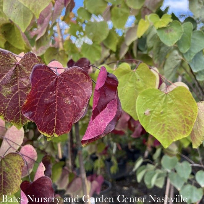 #15 Cercis can The Rising Sun/ Chartreuse Foliage Redbud Native (TN) - No Warranty