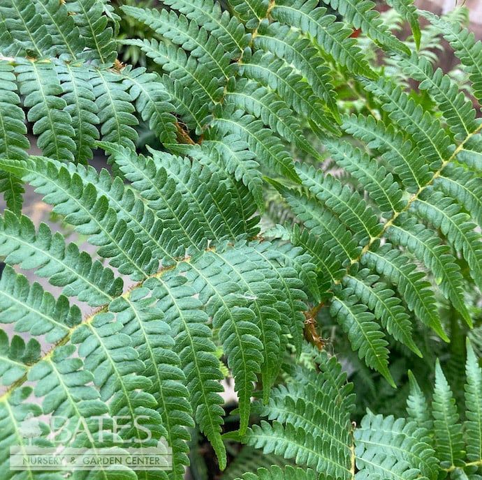 Tropical #5 Alsophila australis/ Australian Tree Fern - No Warranty