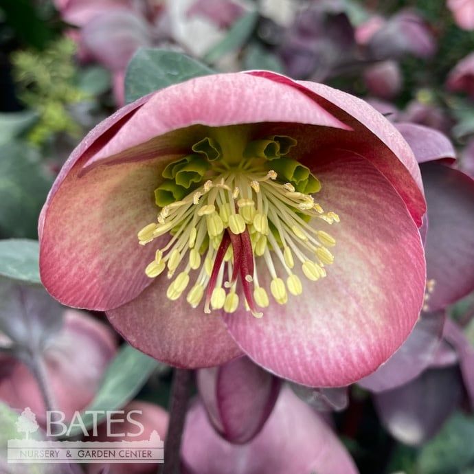 #1 Helleborus Frost Kiss &#39;Penny&#39;s Pink&#39;/ Lenten Rose