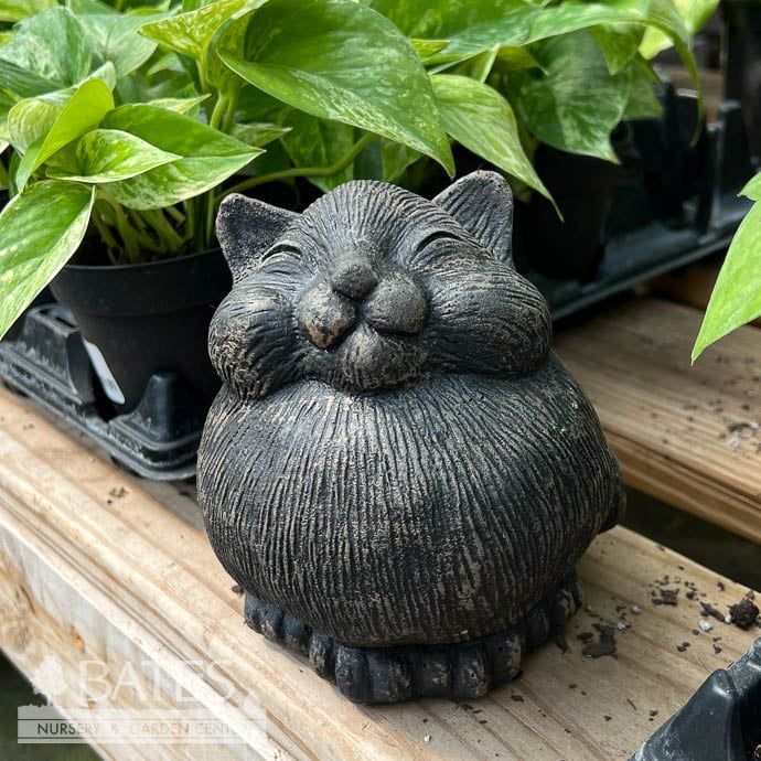 Statuary Medium Fat Cat 5H