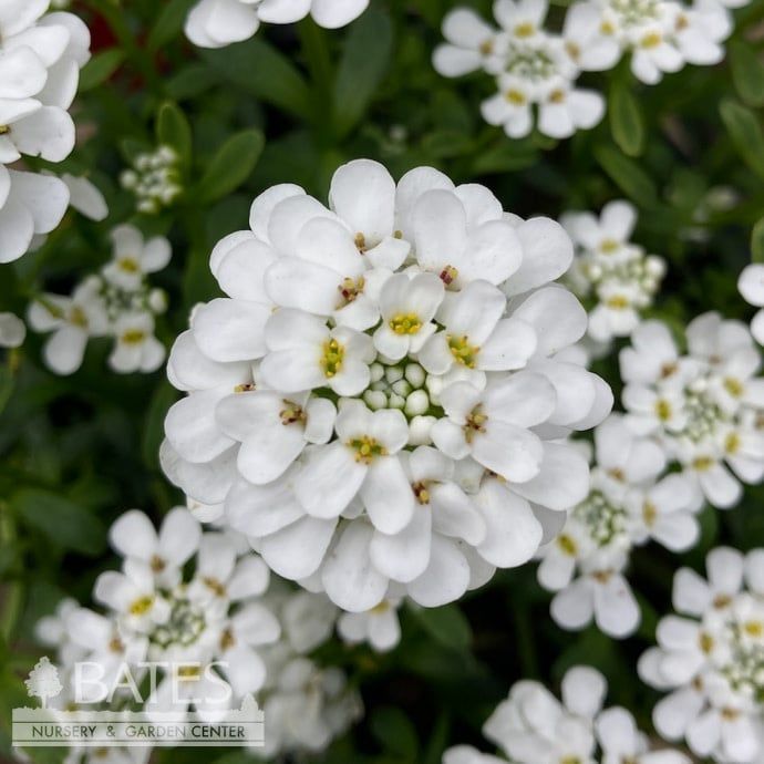 #1 Iberis semp Purity/ Candytuft