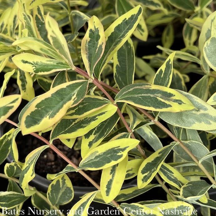 10P Hypericum calycinum Fiesta/ St. John&#39;s Wort