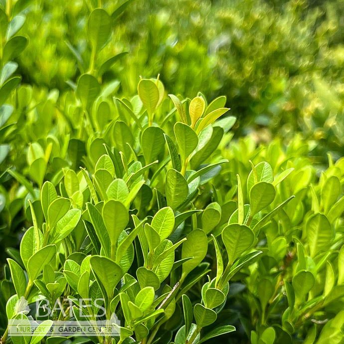 #1 Buxus micro SL Baby Gem/ Compact Boxwood