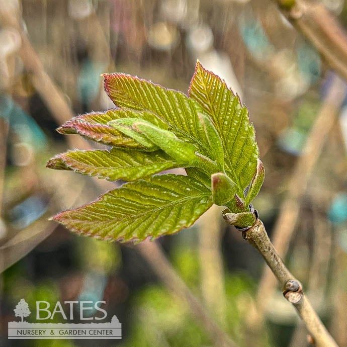 Edible #5 Castanea mollissima/ Chinese Chestnut