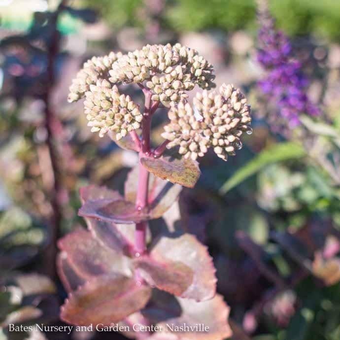 #1 Sedum telephium Matrona/ Stonecrop