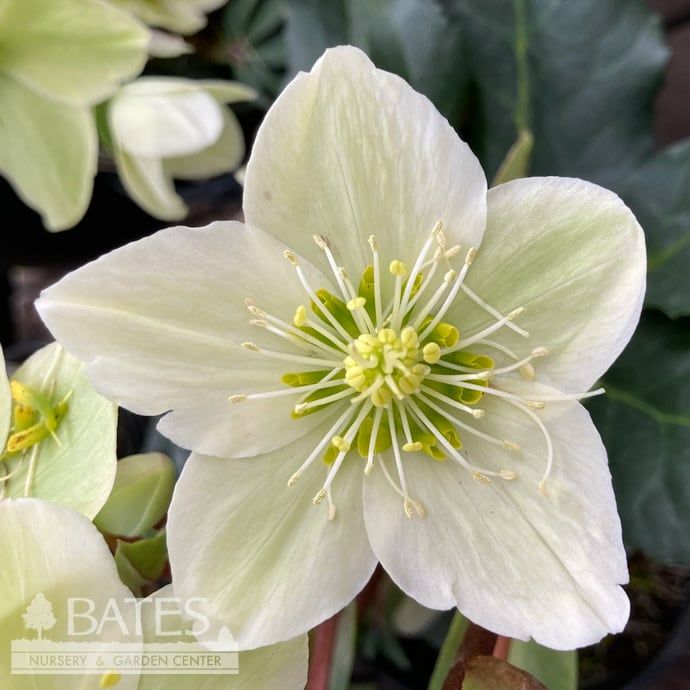 #1 Helleborus x HGC 'Champion' (Winter Bliss)/ White Lenten Rose