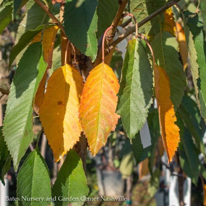 Edible #15 Prunus x Bing/ Sweet Cherry - No Warranty