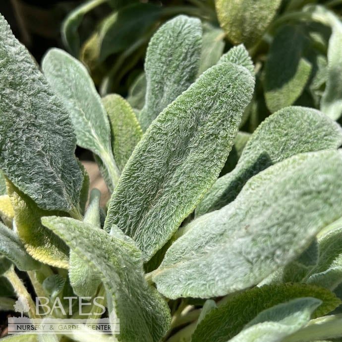 #1 Stachys byz Silver Carpet/ Lamb&#39;s Ear