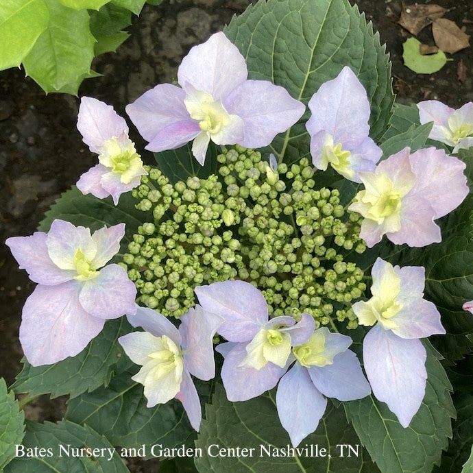 #3 Hydrangea serr PW Tuff Stuff AH-HA/ Mountain/ Lacecap Rebloom Blue to Pink