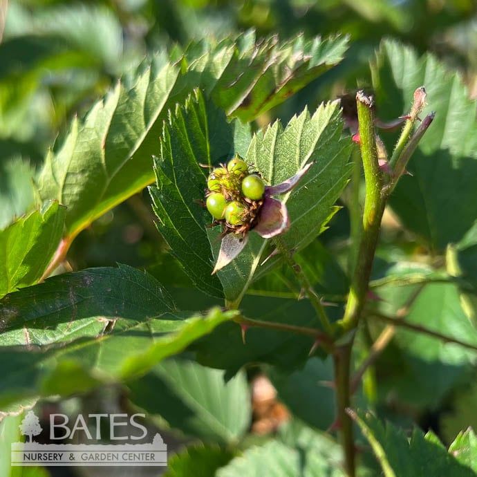 Edible #1 Rubus x Prime Ark &#39;45&#39;/ Thornless Blackberry