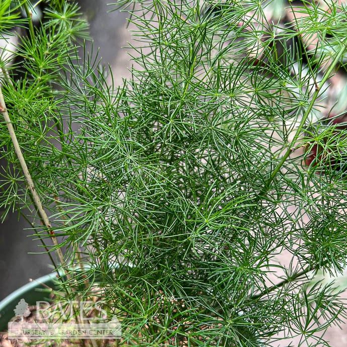 4p! Fern - Ming Asparagus Fern /Tropical