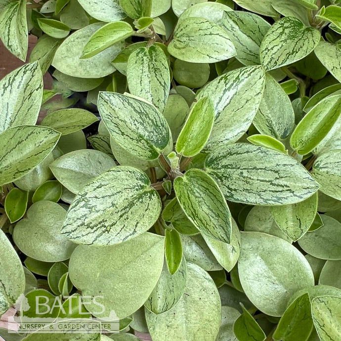 4p! Peperomia Pixie Lime /Tropical