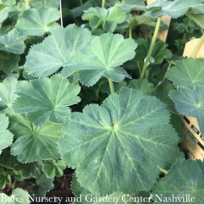 QP Alchemilla mollis Auslese/ Lady&#39;s Mantle