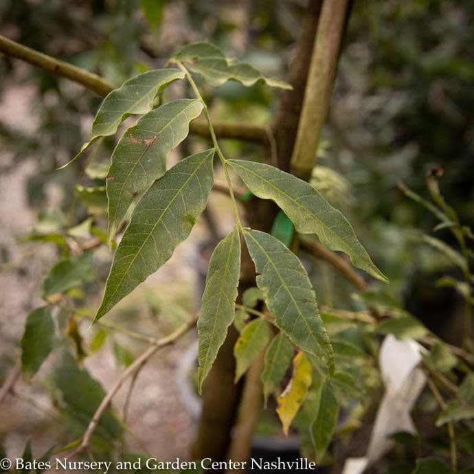 #30 Pistacia chinensis/ Chinese Pistache