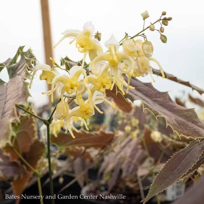 #1 Epimedium wushanense Sandy Claws/ Red-leaved Barrenwort