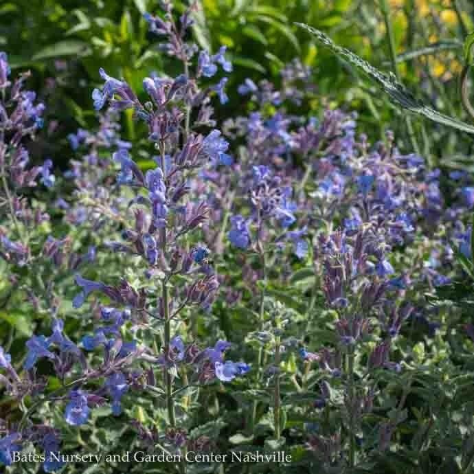 #1 Nepeta x JUNIOR Walker/ Compact Catmint