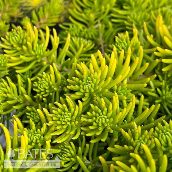 #1 Sedum rupestre Angelina/ Stonecrop