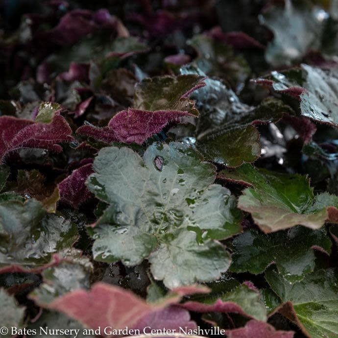 QP Heuchera micran Palace Purple/ Coral Bells