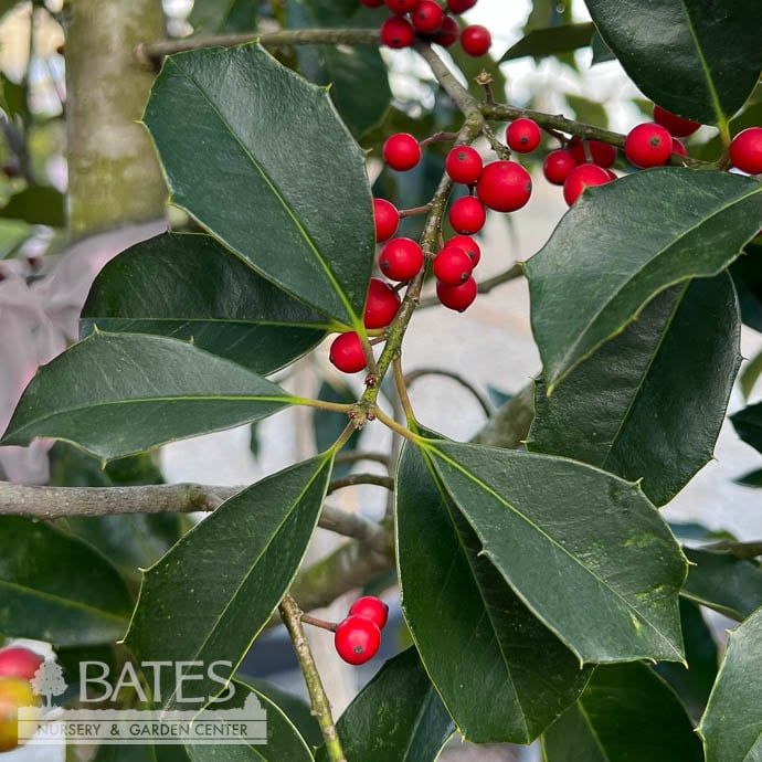#15 STD Ilex x attenuata Savannah/ Holly Limbed Up (female)