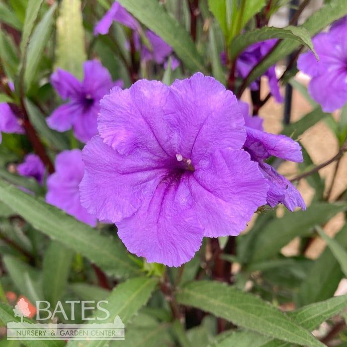 10p! Ruellia/ Mexican Petunia BUSH Purple Showers /Tropical