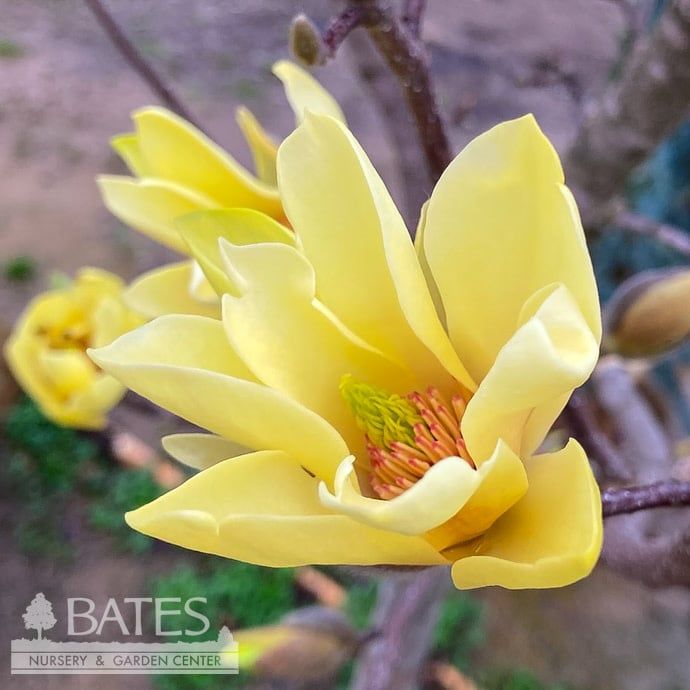 2&quot; caliper Magnolia acum x den Butterflies/ Yellow Deciduous