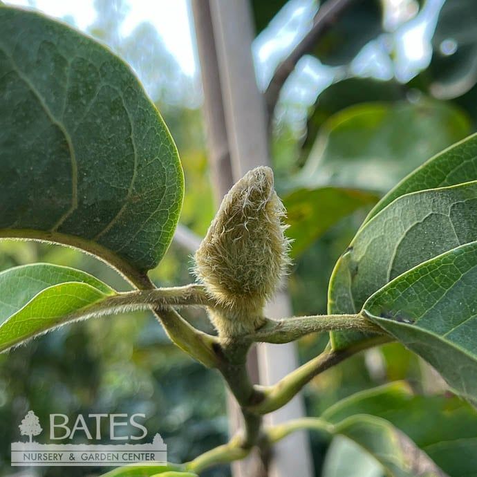 #7 TREE Magnolia x Vulcan/ Deciduous Pink