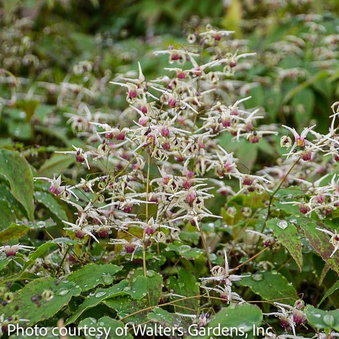 #1 Epimedium Domino/ White Bishop&#39;s Hat