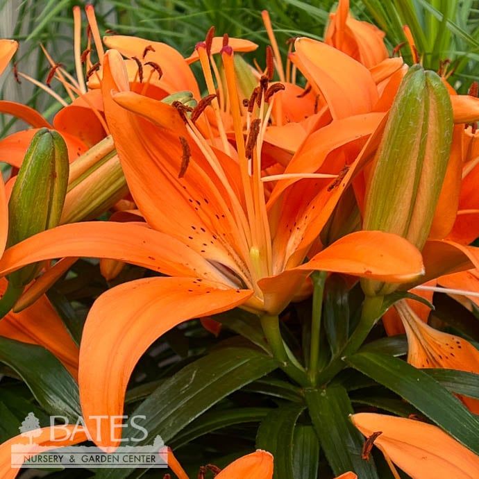 #1 Lilium asiatic Tiny Invader/ Orange Lily