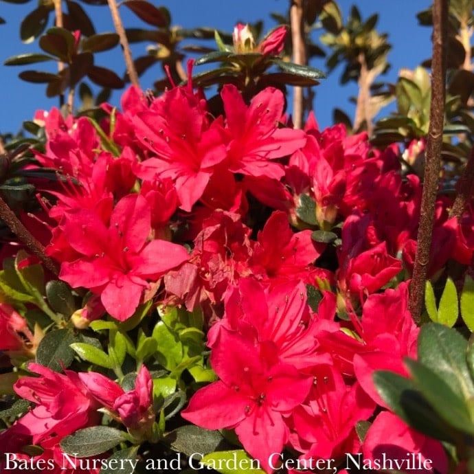 #3 Azalea x Christmas Cheer (Kurume hybrid)/ Bright Red
