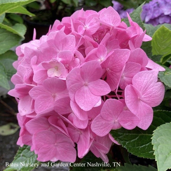 #2 Hydrangea mac Dear Dolores/ Bigleaf/ Mophead Rebloom Blue to Pink