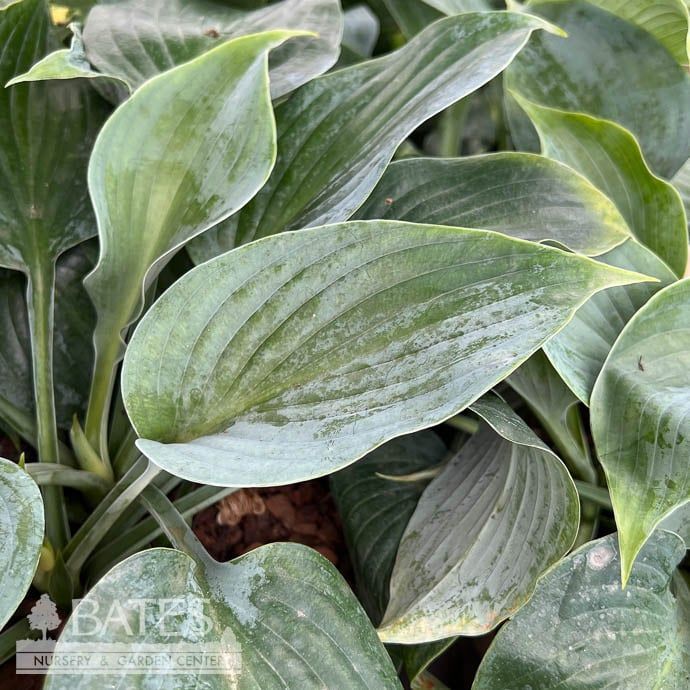 #1 Hosta Hadspen Blue