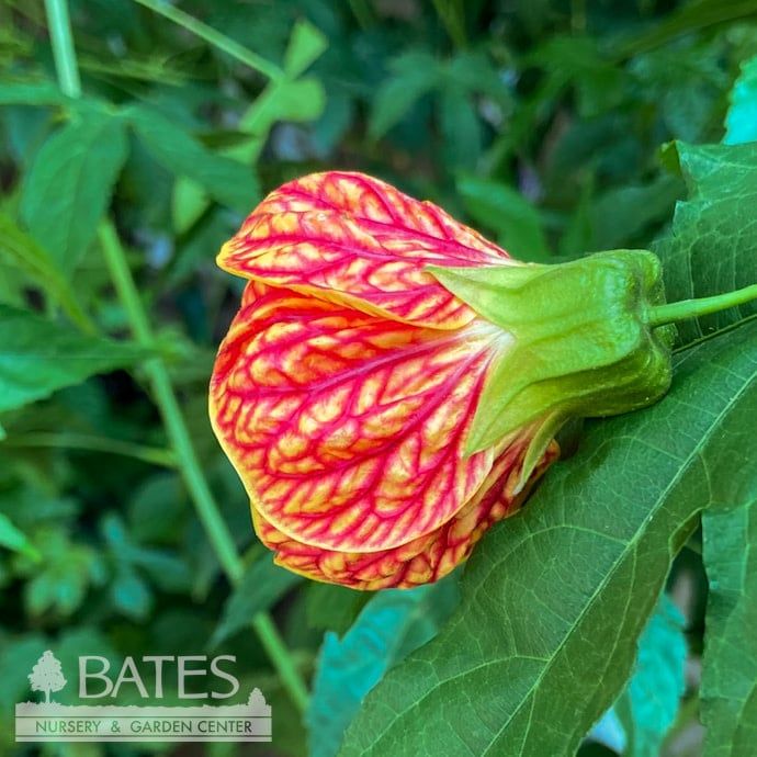 Tropical 10P Abutilon Tiger Eye/ Flowering Maple - No Warranty