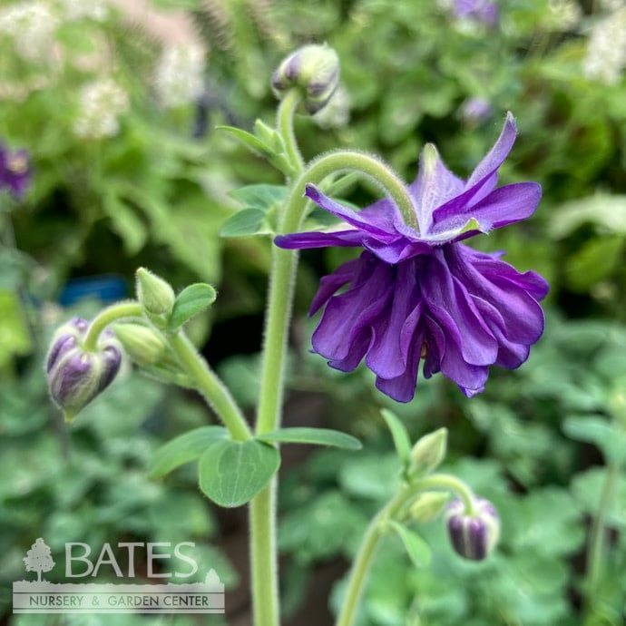 QP Aquilegia vul Barlow Blue/ Columbine