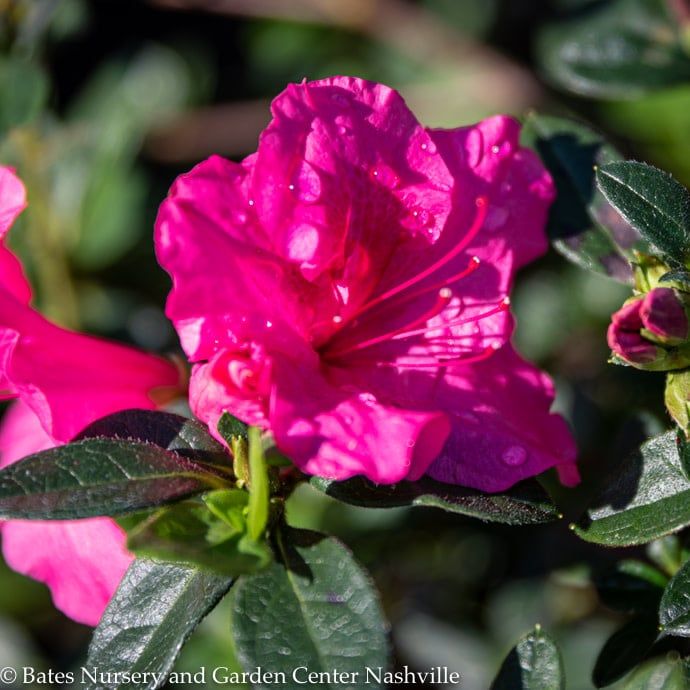 #3 Azalea x Encore Autumn Carnival/ Repeat Dwarf Pink