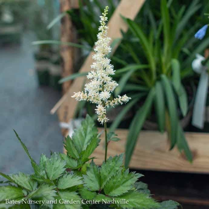 #1 Astilbe chin Vision in White