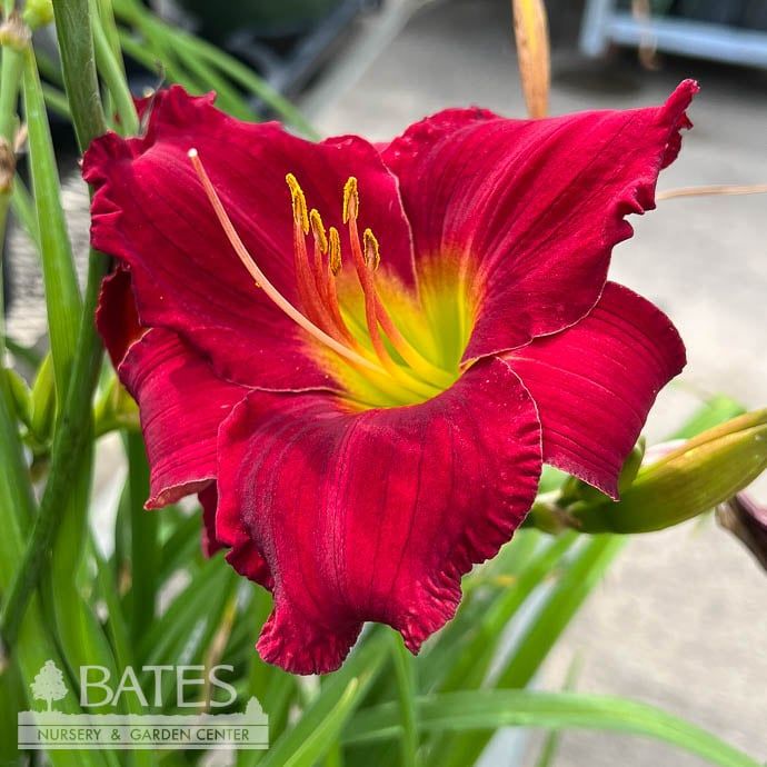 #1 Hemerocallis Indy Rhapsody/ Red Daylily